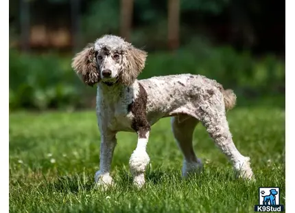 a poodle dog standing in the grass